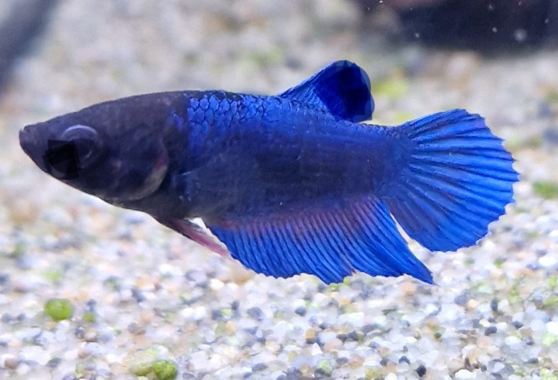 Female Fighter – Little Fish Aquatics