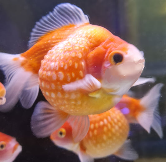 Pearlscale goldfish 2-3"