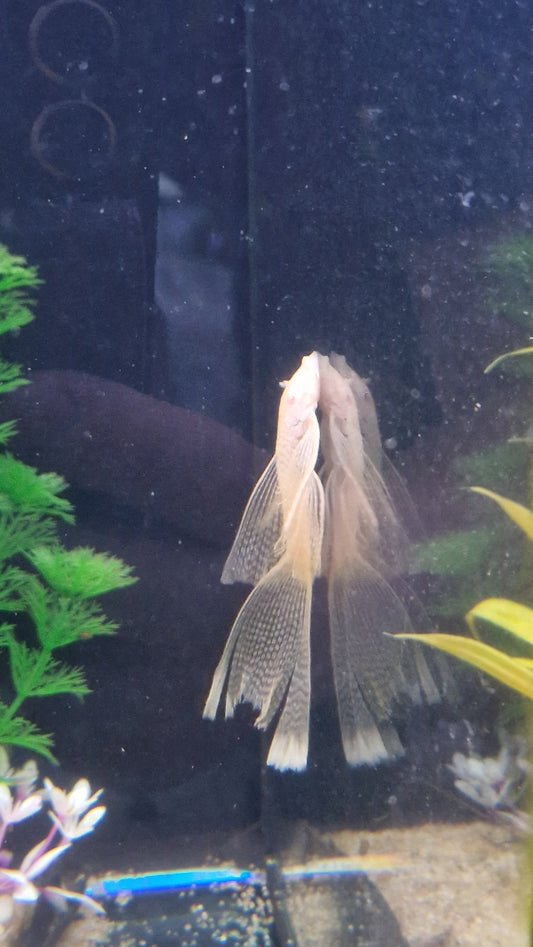 Long fin albino bristlenose Plec (s)