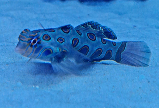 Spotted mandarin