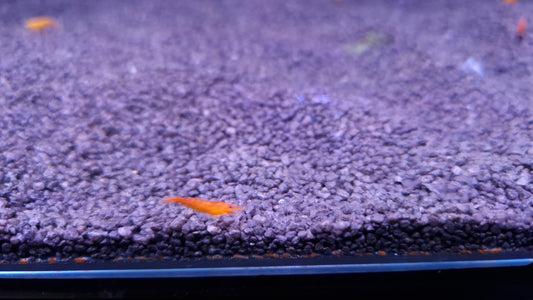 Orange fire Cherry shrimp