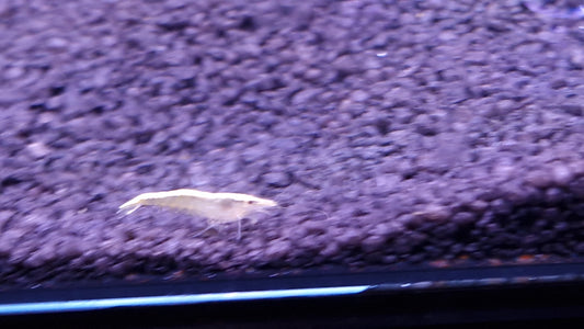 Gold back cherry shrimp