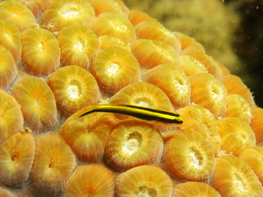 tank bred neon gold goby