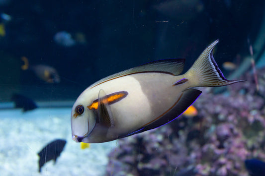 Orange shoulder tang 4cm