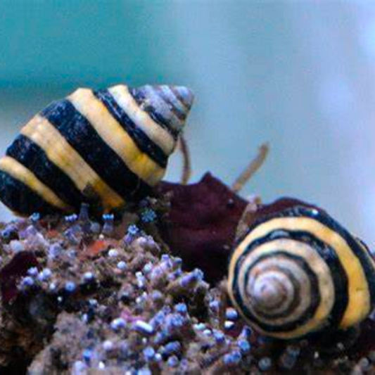 Bumblebee Snail Marine Critters - Livestock