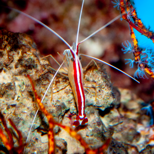 Cleaner Shrimp Marine Critters - Livestock