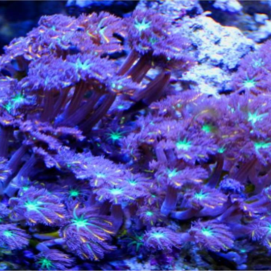 Orange Firework Clove coral - Marine Soft Coral