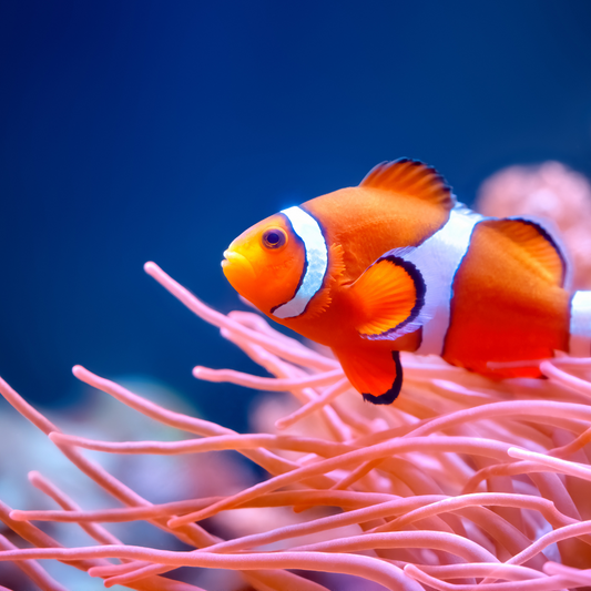 Clownfish Marine Fish - Livestock