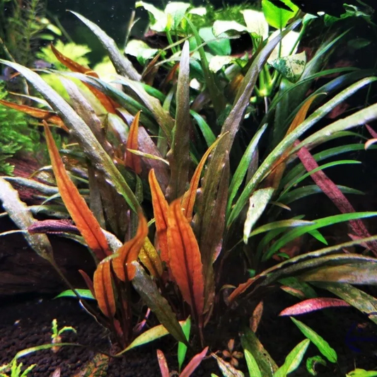 Cryptocoryne Undulates - tall clumping plant