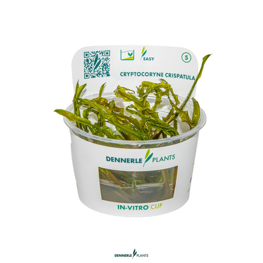 Dennerle plants - Cryptocoryne Crispatula