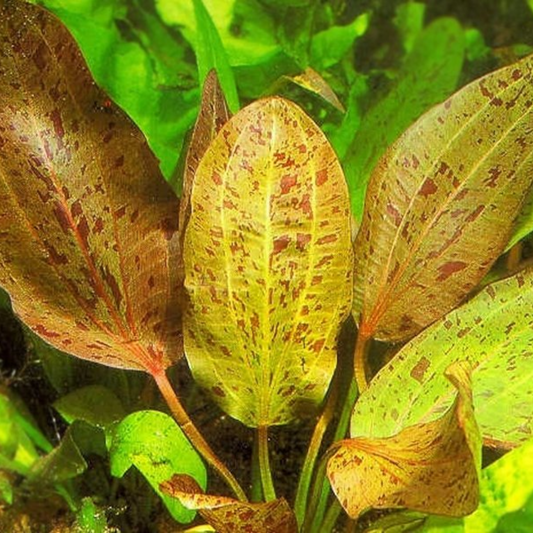 Echinodorus Ozelot Red potted Plant