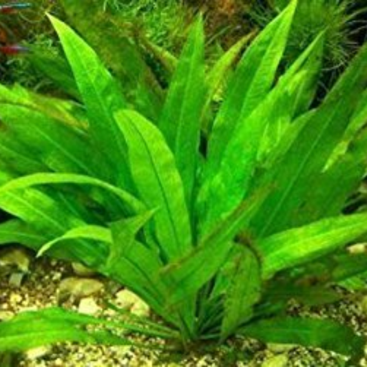 Echinodorus Paniculatus Amazone - amazon sword - tall rooting plant