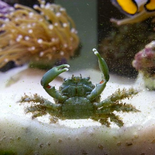 Emerald Crab Female Clean Up Crew (CUC)