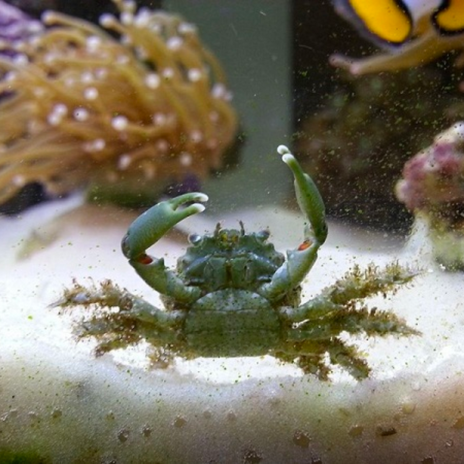 Marine CUC – Little Fish Aquatics