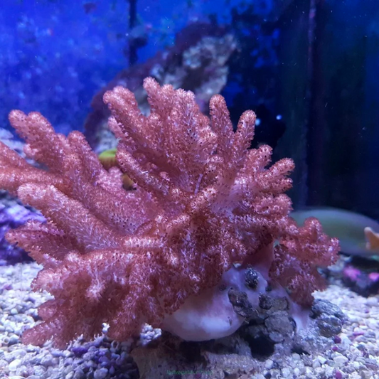 Finger Coral - Marine Soft Coral
