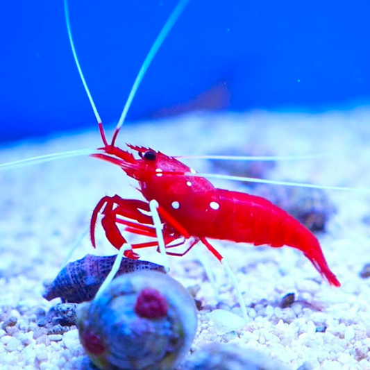 Fire Shrimp Marine Critters - Livestock