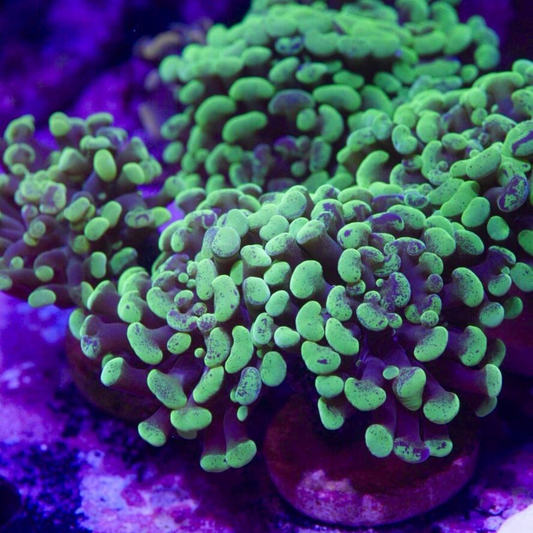 Hammer frag green