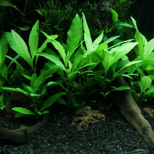 Hygrophila Angustifolia - leafy stem plant