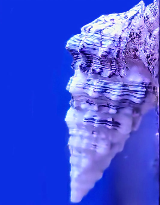 Cerith snail