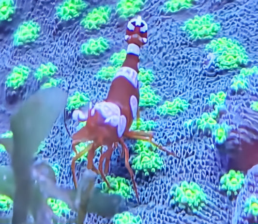 Sexy shrimp