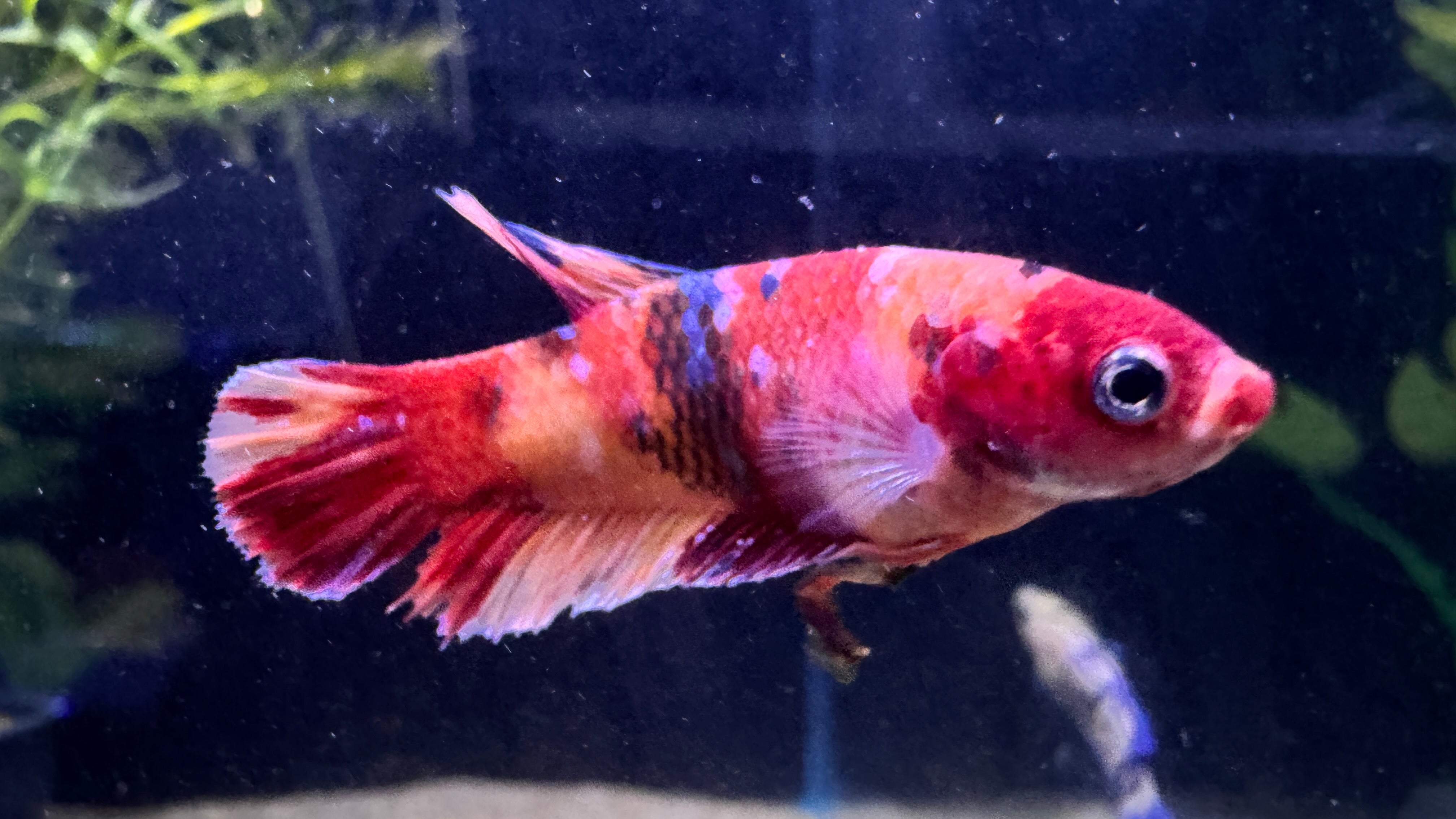 Koi Female Fighter – Little Fish Aquatics