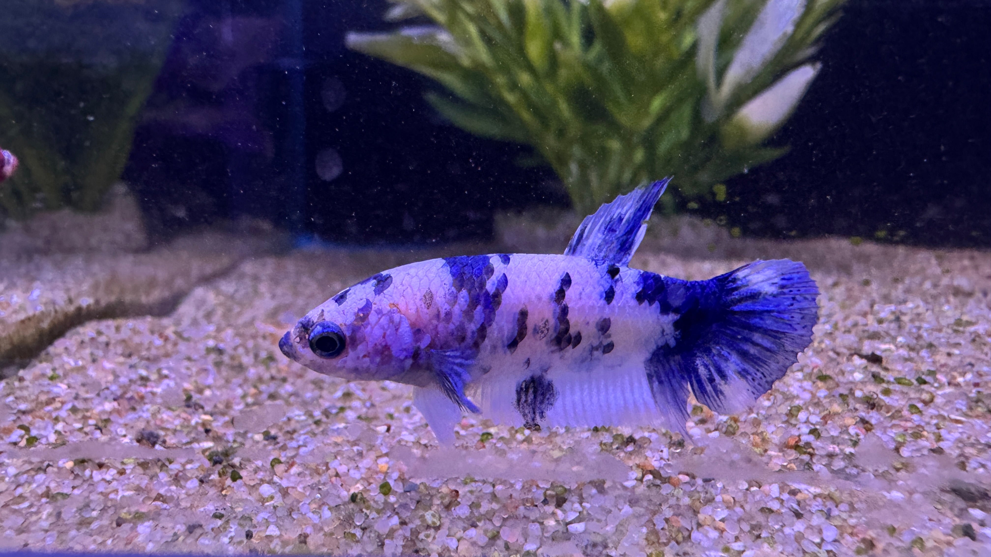 Marble blue panda Female Fighter – Little Fish Aquatics