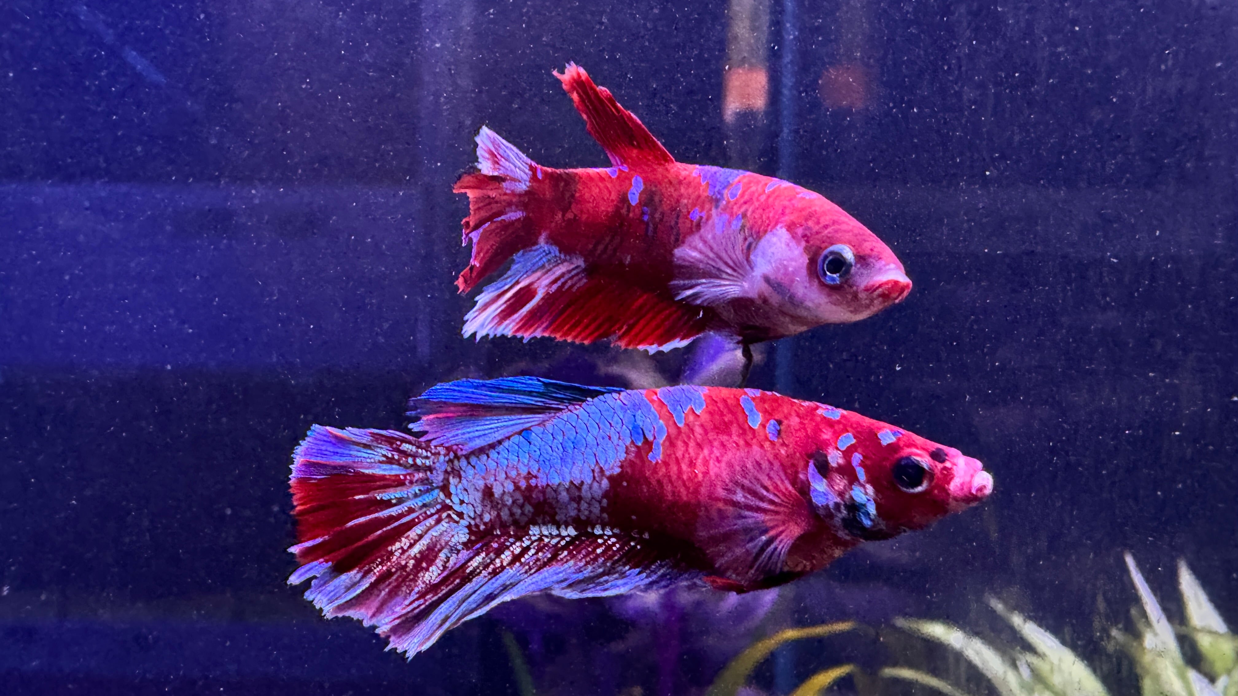 Galaxy Female Fighter – Little Fish Aquatics