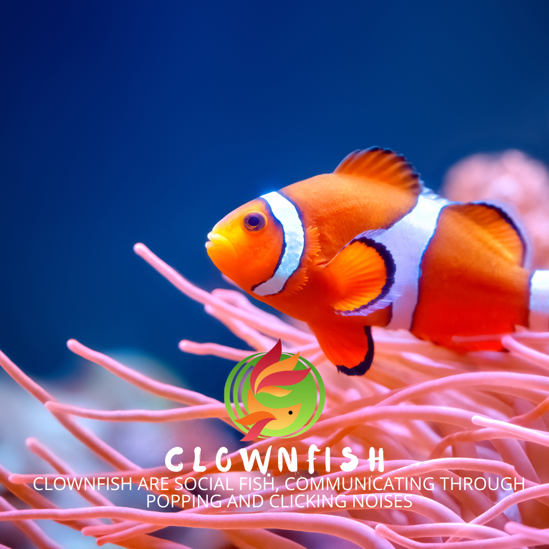 Clownfish Marine Fish - Livestock