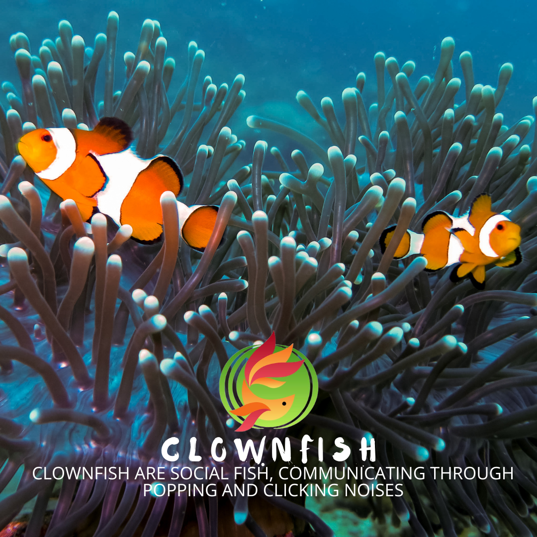 Clownfish Marine Fish - Livestock