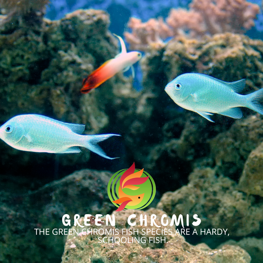 Green Chromis Marine Fish - Livestock
