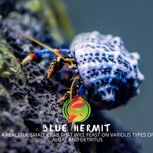Blue Hermits Marine Clean Up Crew (CUC) - Livestock