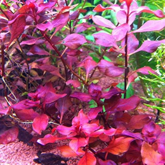 Ludwigia Palustrus Super red - stem plant