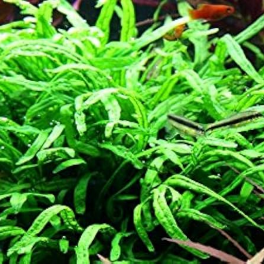 Microsorum Pteropus - java fern