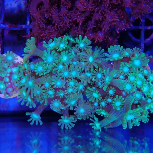 Mini flowerpot Assorted  - Marine Hard Coral