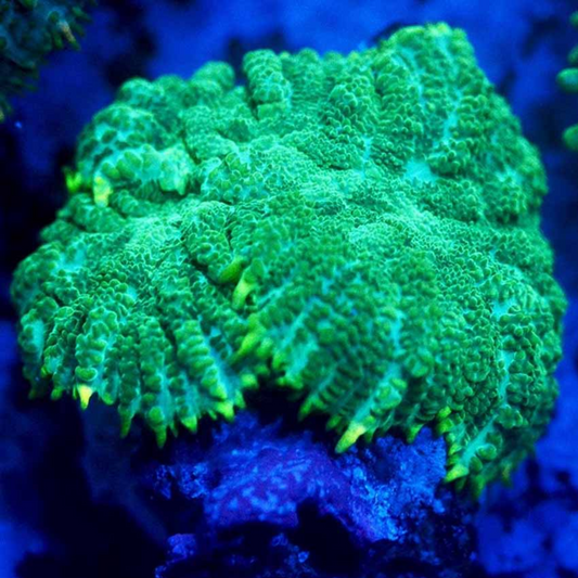 Mushroom Per Leaf Green - Marine Soft Coral