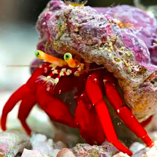 Red Hermits Marine (CUC)
