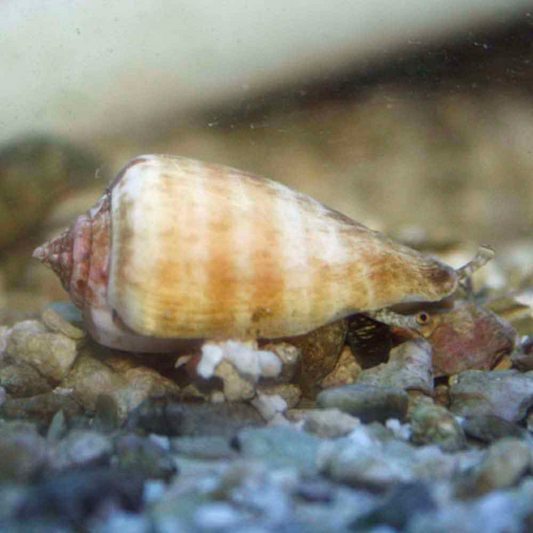 Strawberry Conch Clean Up Crew (CUC) - Livestock