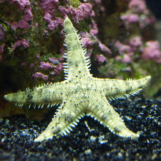 Sand Sifting Starfish Marine Critters - Livestock