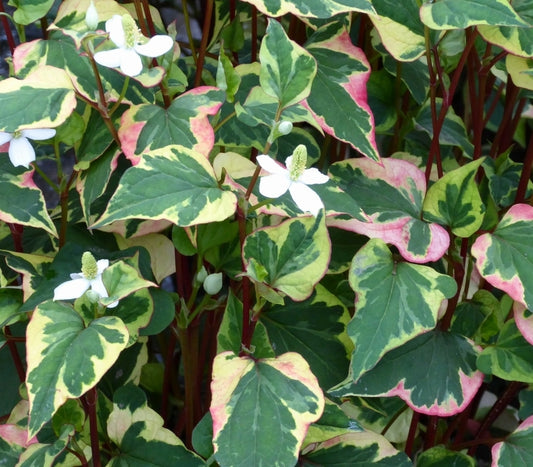 Houttuynia cordata