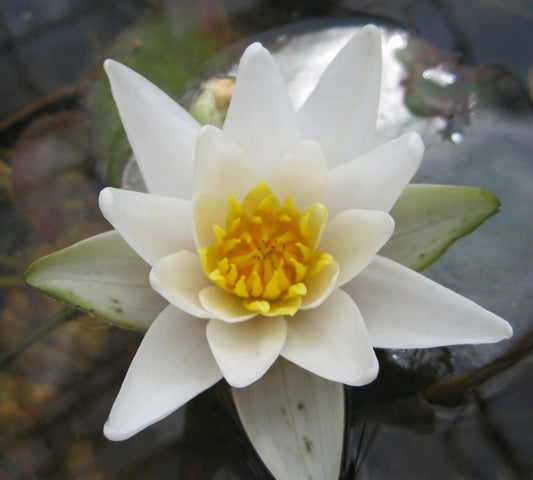 Nymphaea pygmaea alba 'White water lily'