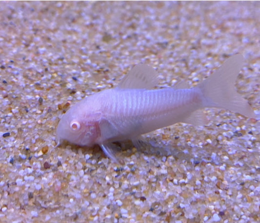 Albino bronze cory