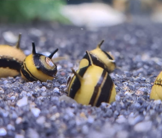 Spiral bee horned snails