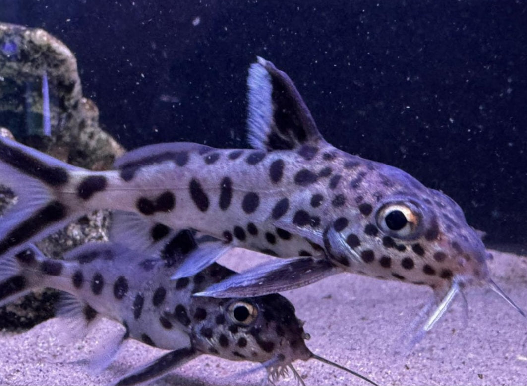 True cuckoo catfish 3-4"