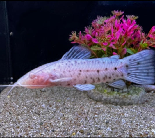 Albino hoplo