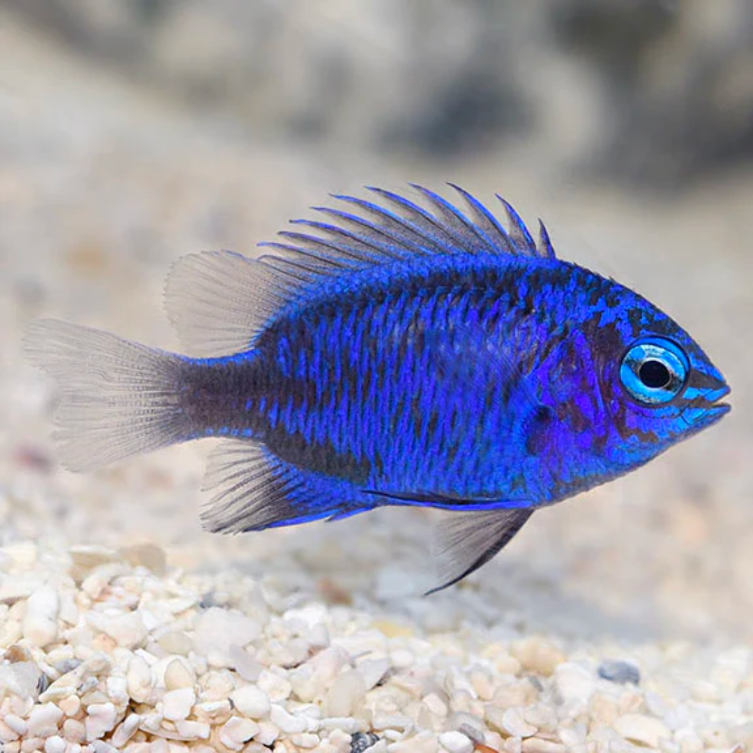 Springeri Damsel Marine Fish - Livestock