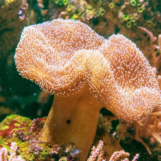 Toadstool Coral - Marine Soft Coral