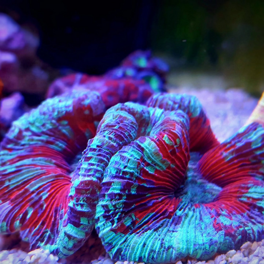 Trachy Coloured - Marine Hard Coral