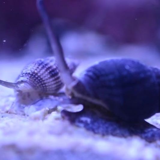 Zombie Snails Clean Up Crew (CUC) - Livestock