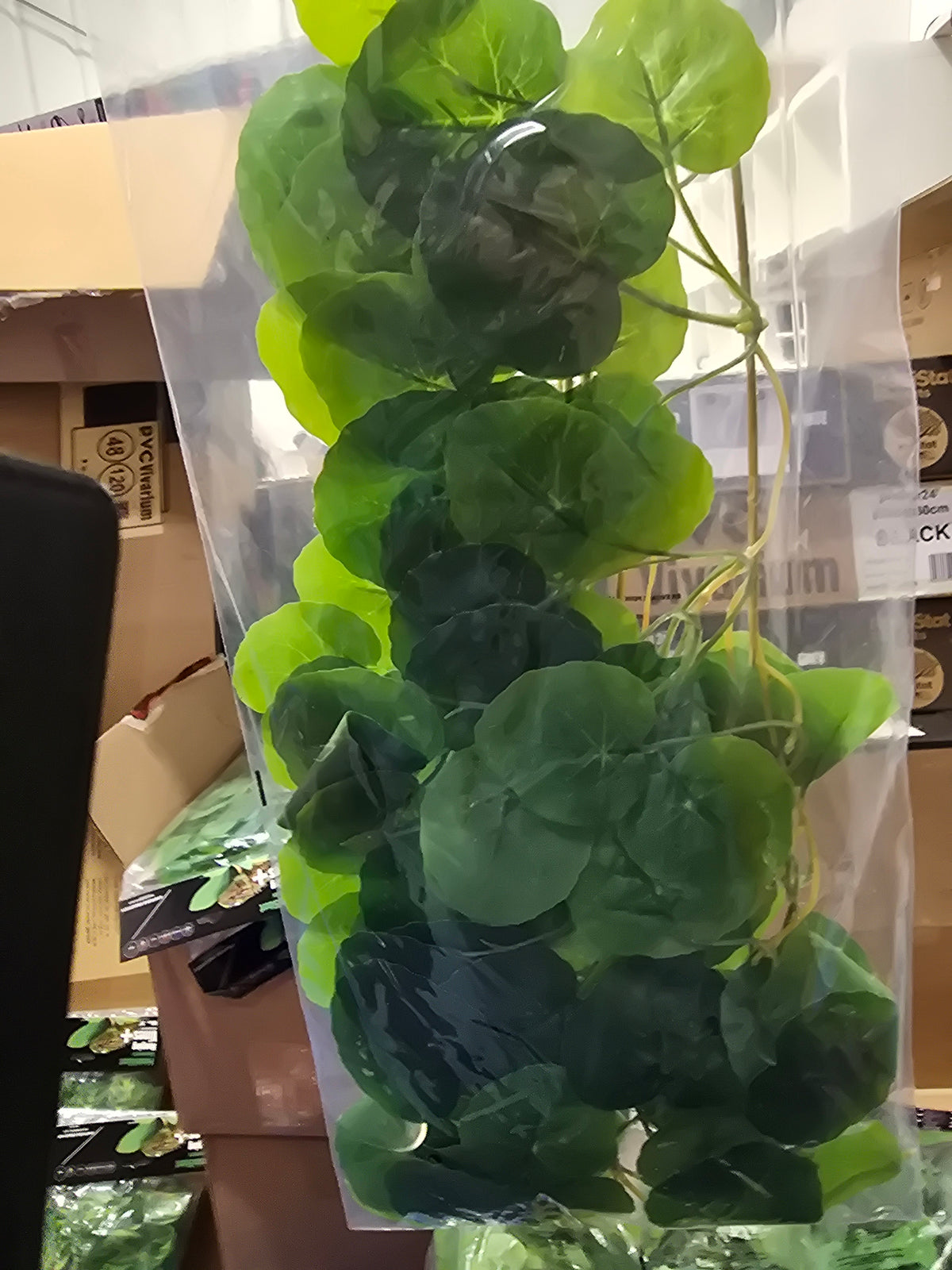 Habistat Hanging Vine Begonia 60cm