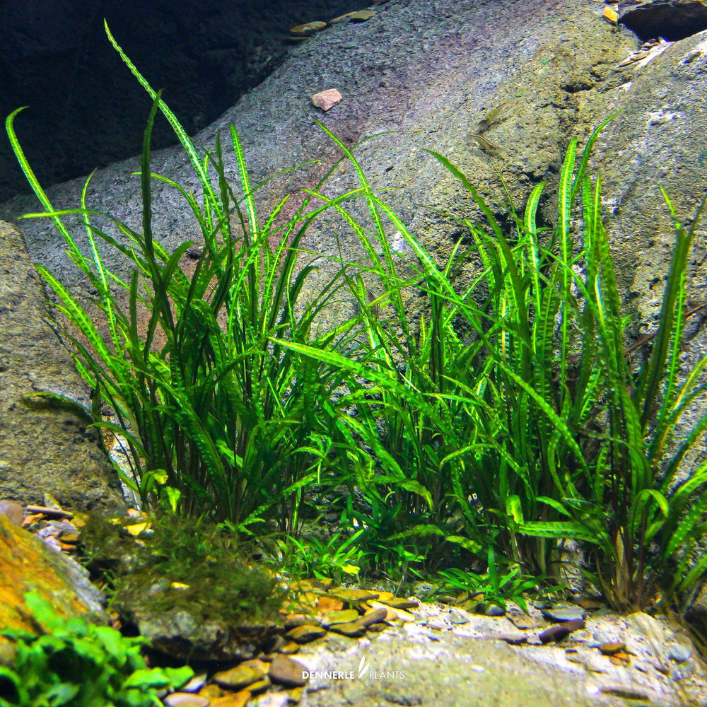 Dennerle plants - Cryptocoryne Crispatula